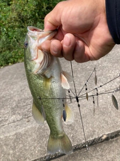 ラージマウスバスの釣果