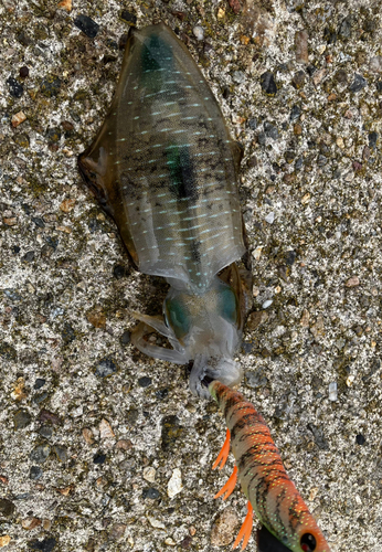 アオリイカの釣果