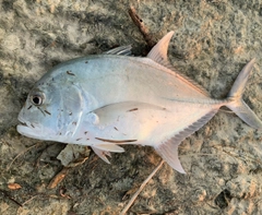 ロウニンアジの釣果