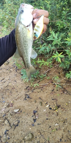 ブラックバスの釣果