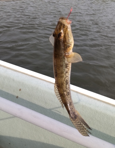 マハゼの釣果