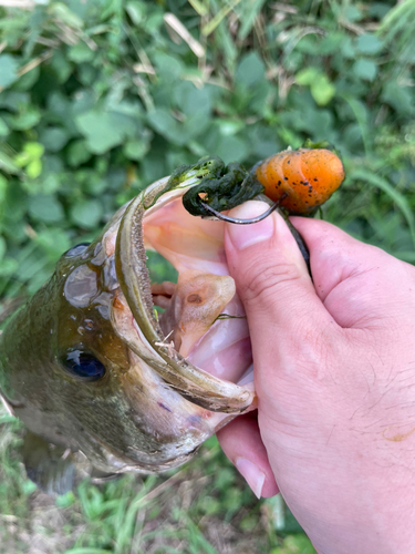 ラージマウスバスの釣果