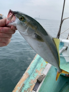 ハマチの釣果