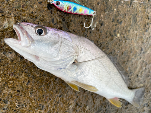 ニベの釣果