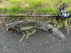 ナマズの釣果