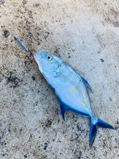 ナンヨウカイワリの釣果