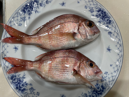 レンコダイの釣果