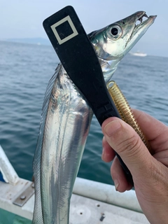 タチウオの釣果