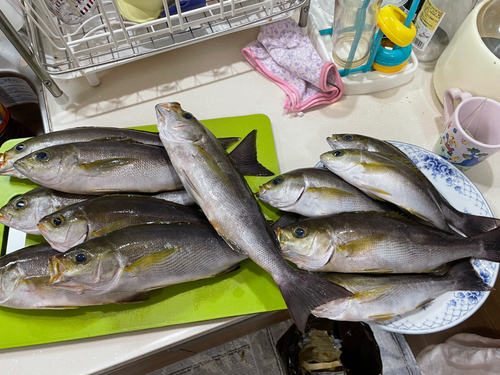 イサキの釣果