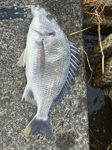 キビレの釣果