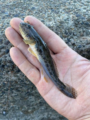 マハゼの釣果