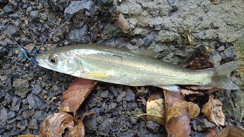 ウグイの釣果