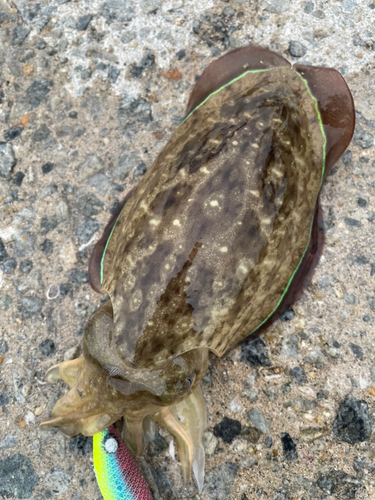 モンゴウイカの釣果