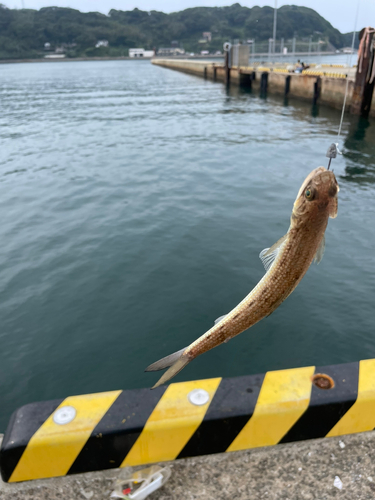 エソの釣果