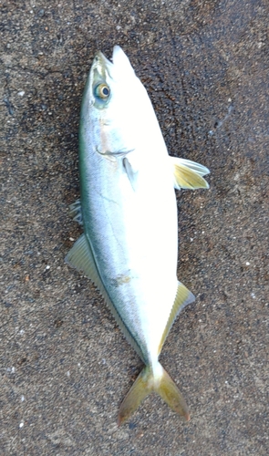 ツバスの釣果