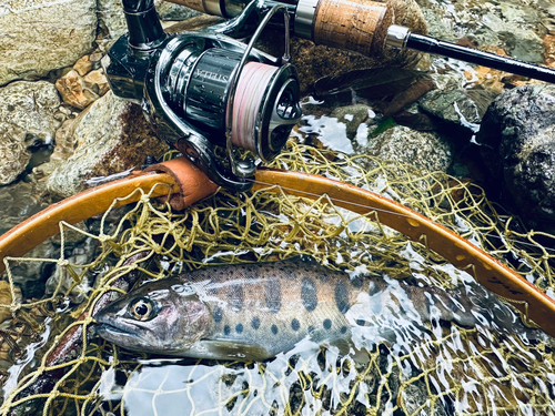 ヤマメの釣果