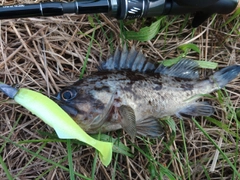 クロソイの釣果