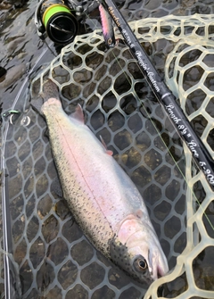 ニジマスの釣果