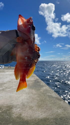 アカハタの釣果