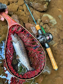 アマゴの釣果