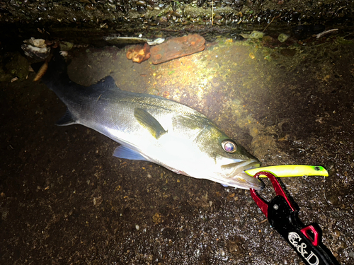 シーバスの釣果