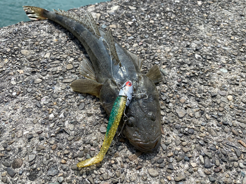 マゴチの釣果