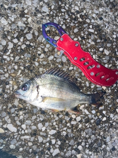 キビレの釣果