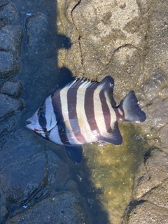 イシダイの釣果