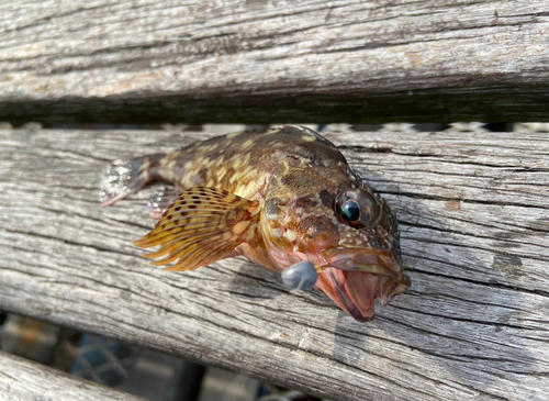 カサゴの釣果