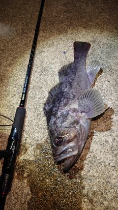 クロソイの釣果