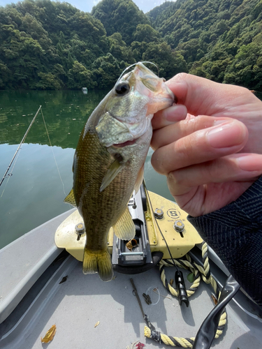 ラージマウスバスの釣果