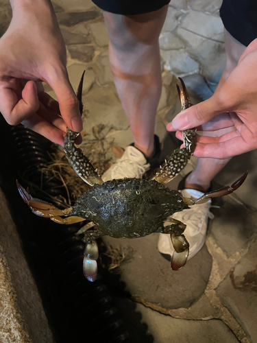 イシガニの釣果