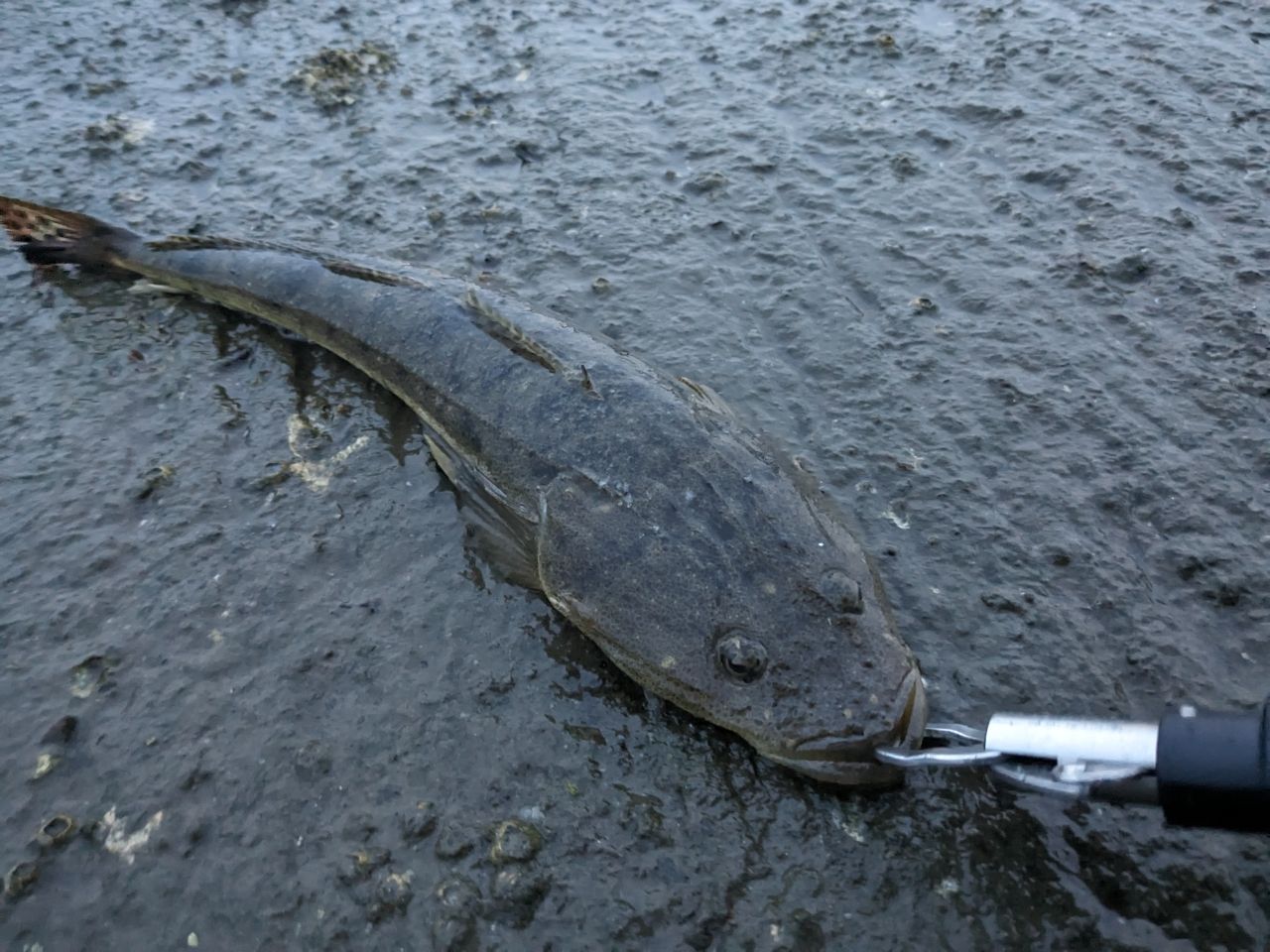 マゴチの釣果写真