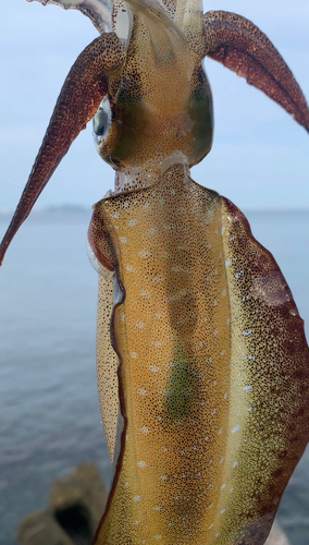 アオリイカの釣果