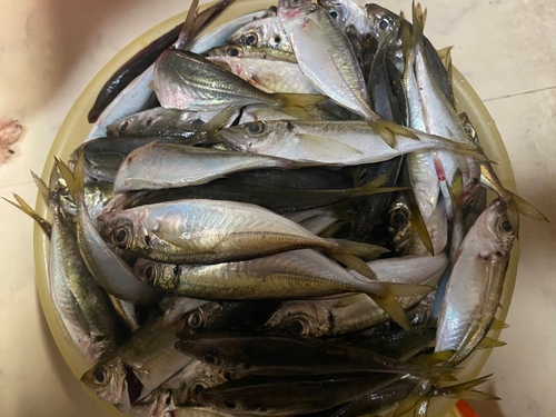 アジの釣果