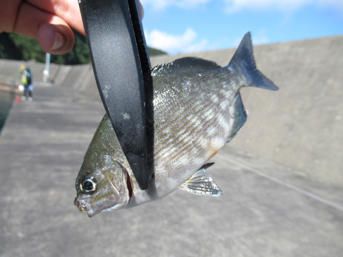 イスズミの釣果