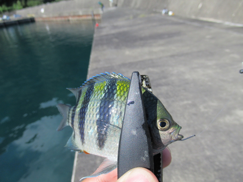 オヤビッチャの釣果