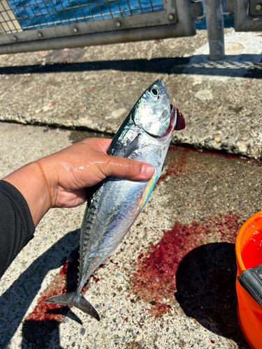 ソウダガツオの釣果