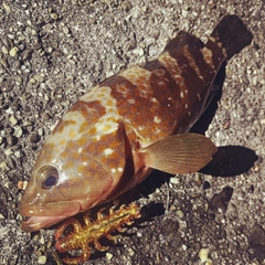 アコウの釣果