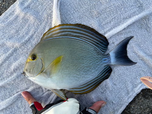 トカジャーの釣果