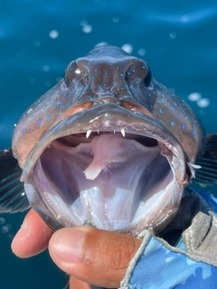 コクハンアラの釣果