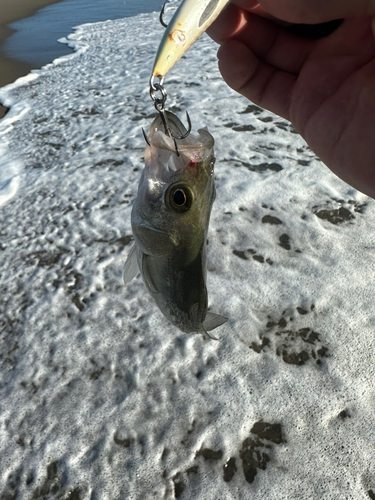 セイゴ（マルスズキ）の釣果