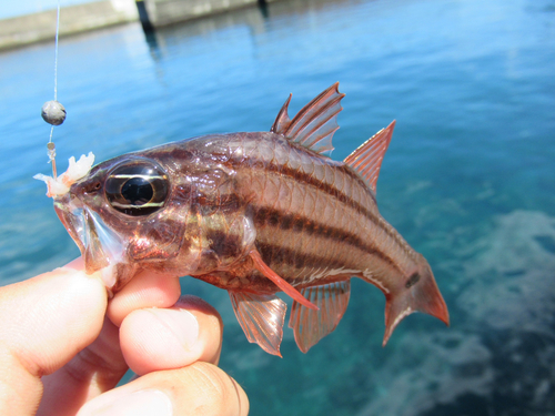 ネンブツダイの釣果