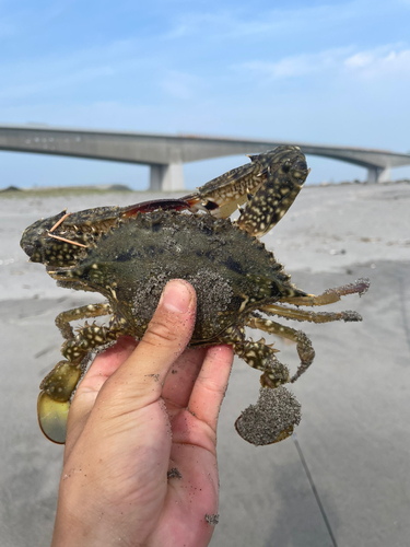 タイワンガザミの釣果