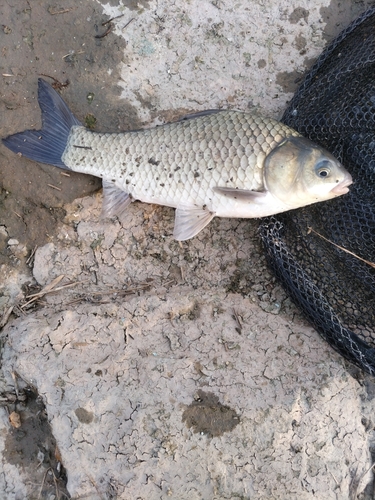 ヘラブナの釣果