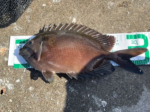 アイゴの釣果