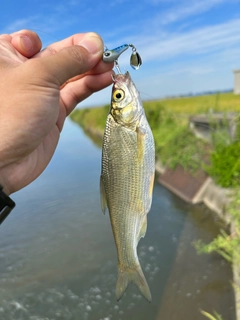 ワタカの釣果