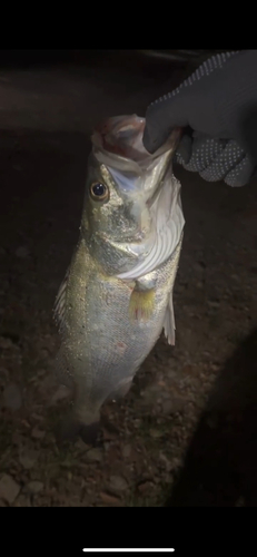 セッパ（タイリクスズキ）の釣果