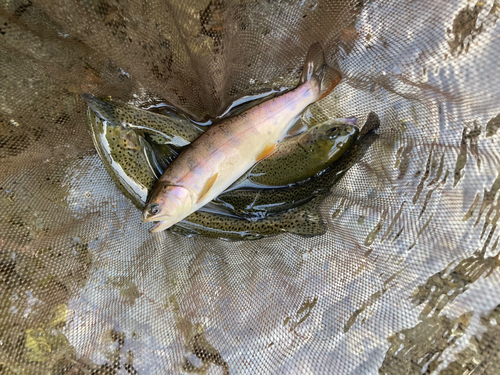 ニジマスの釣果