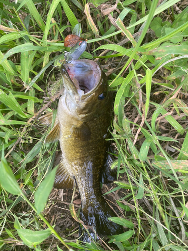 スモールマウスバスの釣果